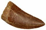 Serrated, Theropod (Deltadromeus?) Tooth - Morocco #341235-1